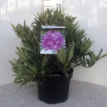 Rhododendron ponticum 'Variegatum'