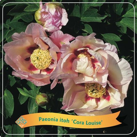 Paeonia 'Callie's Memory'