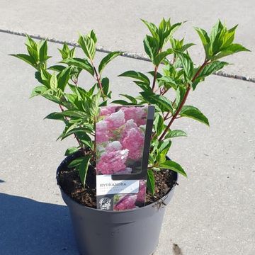 Hydrangea paniculata VANILLE FRAISE