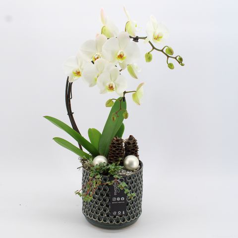 Composizione Phalaenopsis