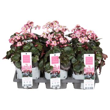 Saxifraga DANCING PIXIES TILDA