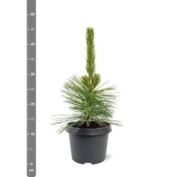 Pinus thunbergii 'Ogon'