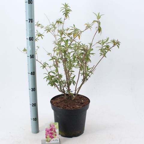 Buddleja davidii 'Royal Red'