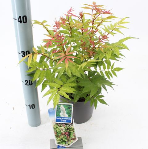 Sorbaria sorbifolia 'Sem'