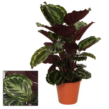 Calathea 'Medallion'