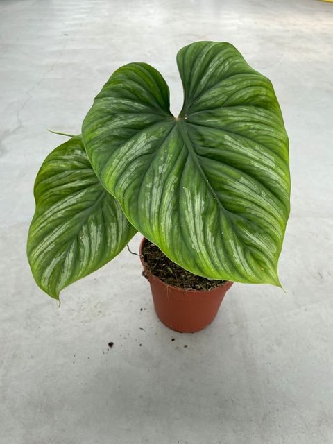 Philodendron plowmanii