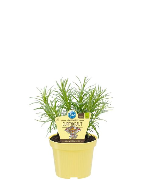 Helichrysum angustifolium