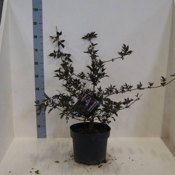 Sambucus nigra BLACK BEAUTY