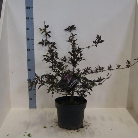 Sambucus nigra BLACK BEAUTY