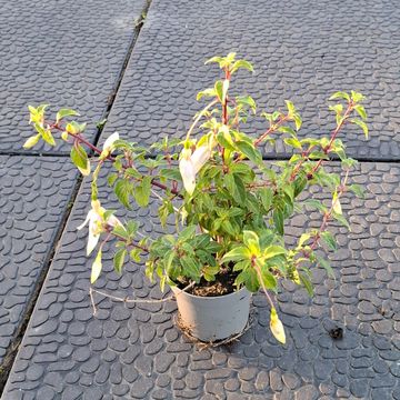 Fuchsia 'Delta's Sarah'