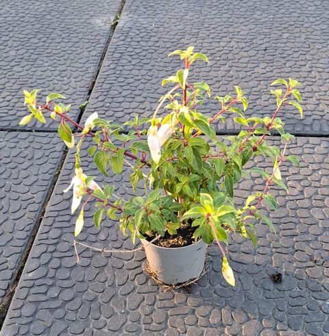 Fuchsia 'Delta's Sarah'