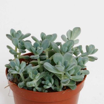 Sedum commixtum
