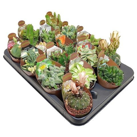 Cactus / Succulents MIX