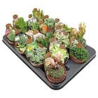 Cactus / Succulents MIX