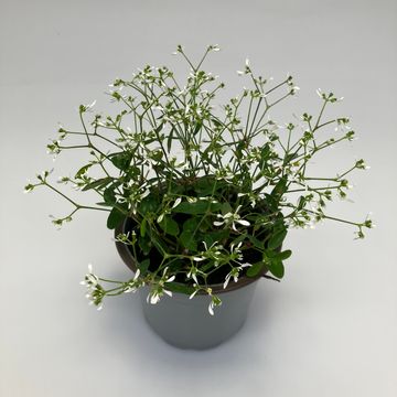 Euphorbia hypericifolia 'Silverfog'