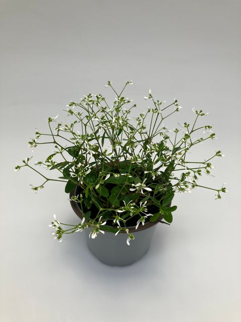 Euphorbia hypericifolia 'Silverfog'