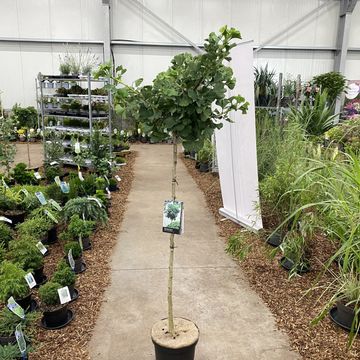 Ginkgo biloba 'Mariken'
