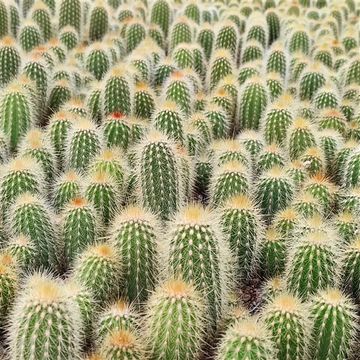 Weberbauerocereus johnsonii