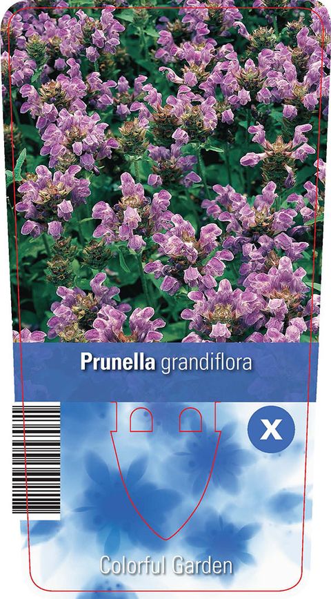 Prunella grandiflora