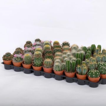 Cactus MIX