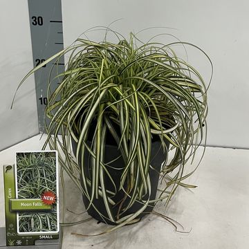 Carex MOON FALLS