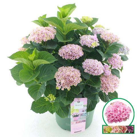 Hydrangea macrophylla MAGICAL REVOLUTION PINK — Plant Wholesale FlorAccess