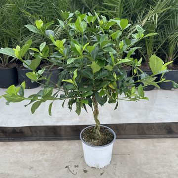 Gardenia jasminoides