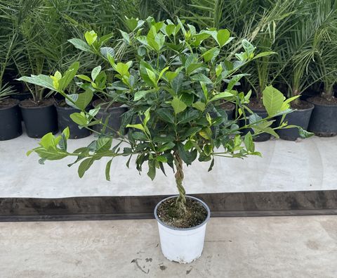 Gardenia jasminoides