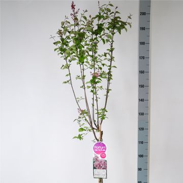 Syringa microphylla 'Superba'