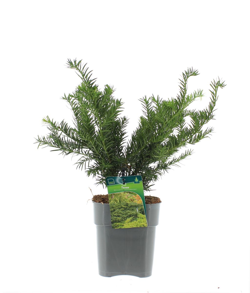 Taxus baccata 'Repandens' — Plant Wholesale FlorAccess