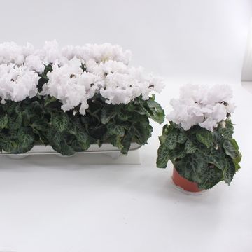 Cyclamen persicum SUPER SERIE MERENGUE PURE WHITE
