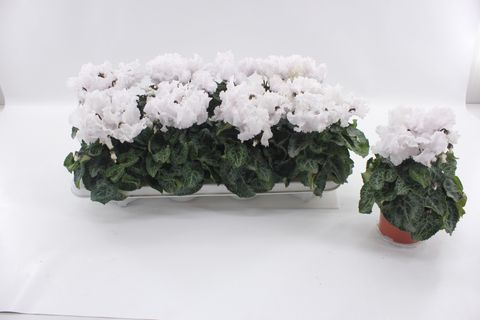 Cyclamen persicum SUPER SERIE MERENGUE PURE WHITE