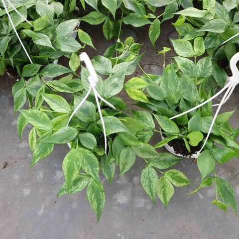 Hoya polyneura 'Splash'