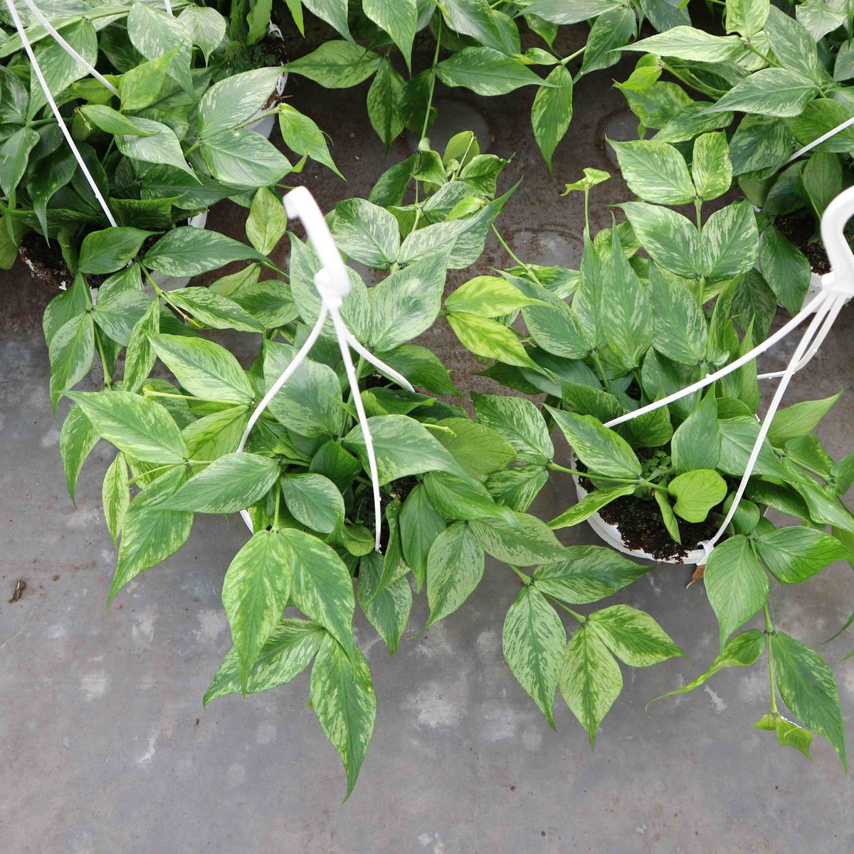 Hoya polyneura 'Splash' — Plant Wholesale FlorAccess