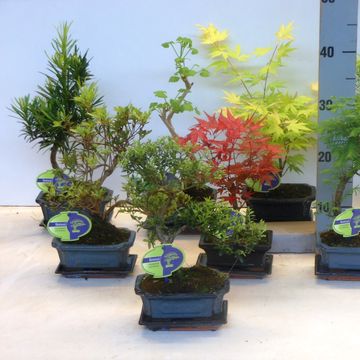 Bonsai MIX