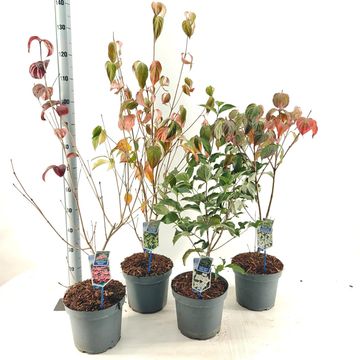 Cornus kousa MIX