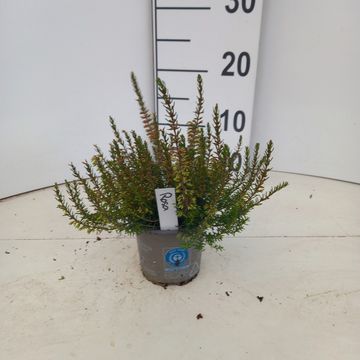 Erica carnea WINTERLADIES PINK