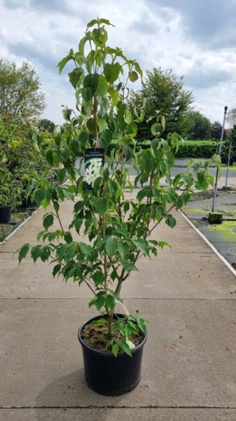 Cornus kousa 'Schmetterling'