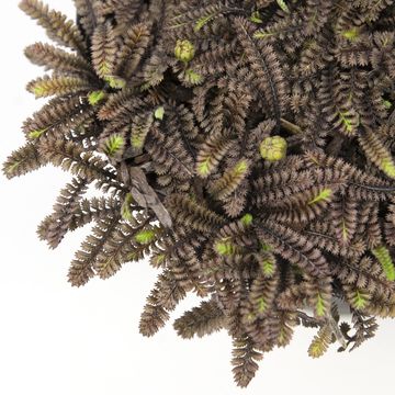 Leptinella squalida 'Platt's Black'