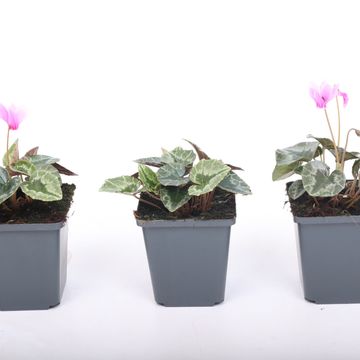 Cyclamen hederifolium MIX