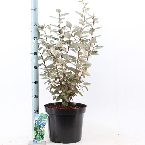 Elaeagnus x ebbingei 'Compacta'