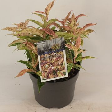 Leucothoe fontanesiana 'Rainbow'