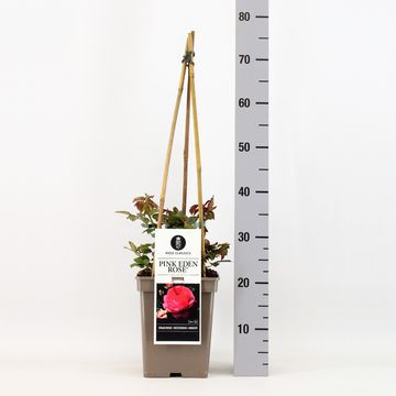 Rosa PINK EDEN ROSE