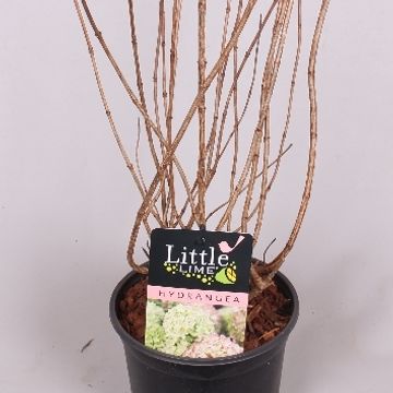 Hydrangea paniculata LITTLE LIME