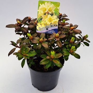 Rhododendron 'Принцесса Анна'