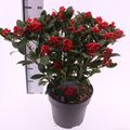 Skimmia japonica 'Temptation'