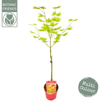Acer shirasawanum MOONRISE