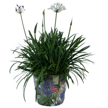 Agapanthus SUMMER LOVE MIX IN POT