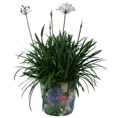 Agapanthus SUMMER LOVE MIX IN POT