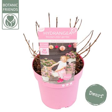 Hydrangea serrata 'Pink Petticoat'